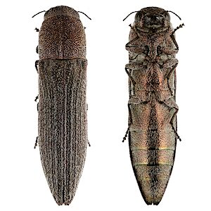 Euryspilus sp. Hirsute, PL5684, female, from Lepidosperma hispidulum, EP, 10.3 × 2.5 mm
